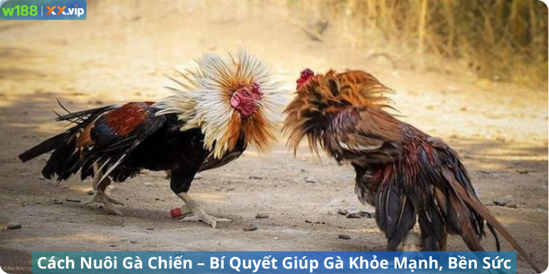 Cách Nuôi Gà Chiến – Bí Quyết Giúp Gà Khỏe Mạnh