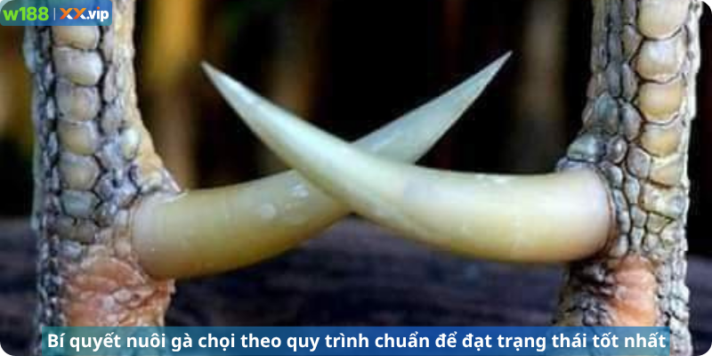 Bí quyết nuôi gà chọi theo quy trình chuẩn để đạt trạng thái tốt nhất
