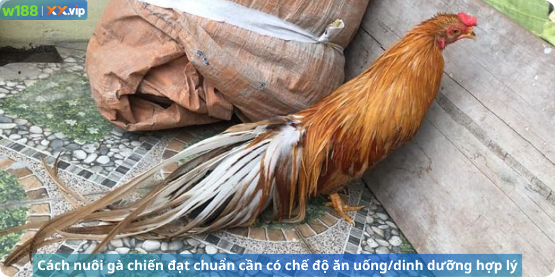 Cách nuôi gà chiến đạt chuẩn cần có chế độ ăn uống/dinh dưỡng hợp lý
