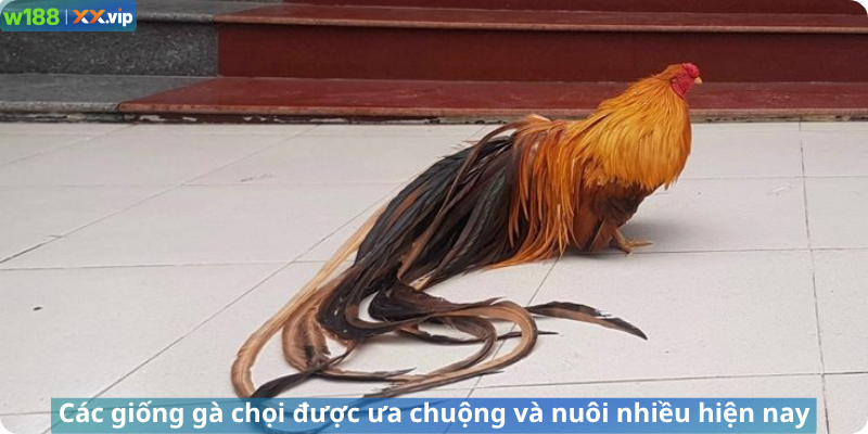 Các giống gà chọi được ưa chuộng và nuôi nhiều hiện nay