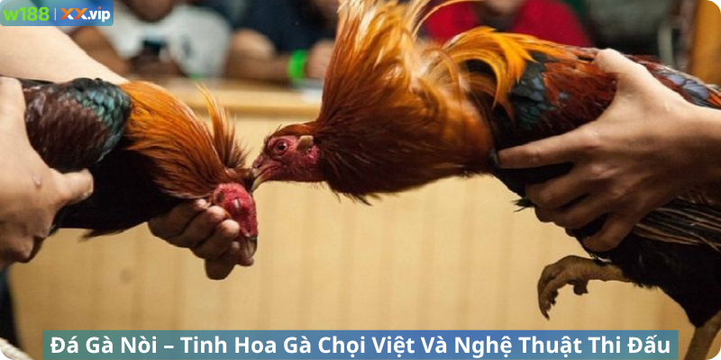 Đá Gà Nòi – Tinh Hoa Gà Chọi Việt