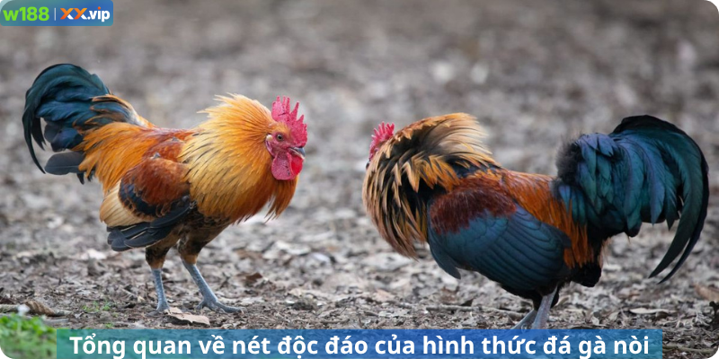 Tổng quan về nét độc đáo của hình thức đá gà nòi