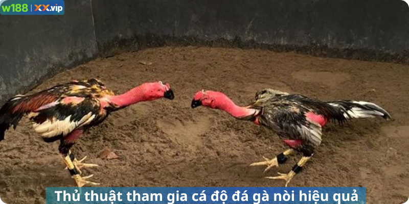 Thủ thuật tham gia cá độ đá gà nòi hiệu quả