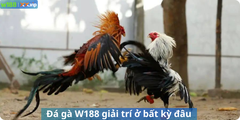 Đá gà W188 giải trí ở bất kỳ đâu
