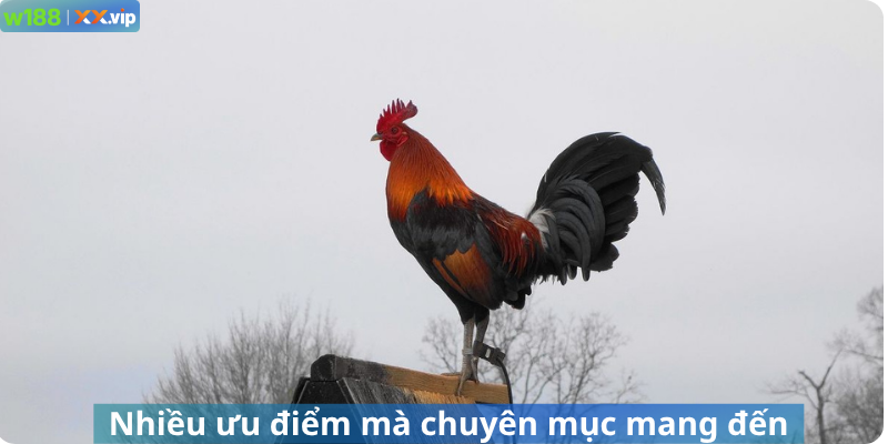 Nhiều ưu điểm mà chuyên mục mang đến